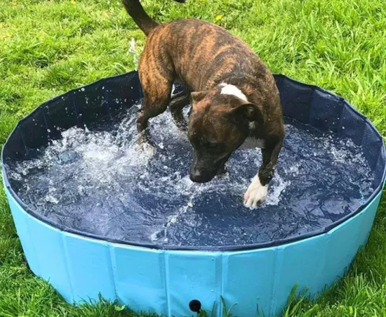 What Kind Of Pool Can Dogs Swim In?