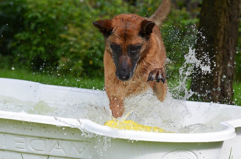 How Do I Make My Pool Dog Proof?