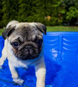 Can A Dog Puncture An Above Ground Pool?