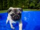 Can A Dog Puncture An Above Ground Pool?