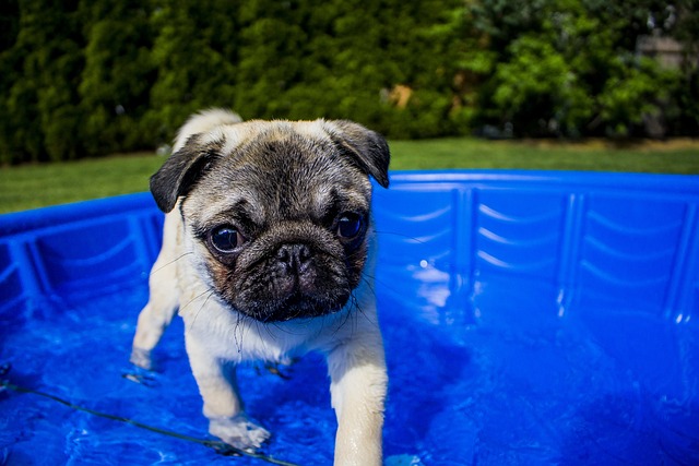 Can A Dog Puncture An Above Ground Pool?